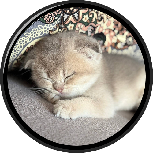 Заставка Smart Button с котёнком